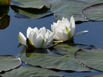 FZ029330 White water-lilies (Nymphaea alba) at Bosherston lily ponds.jpg